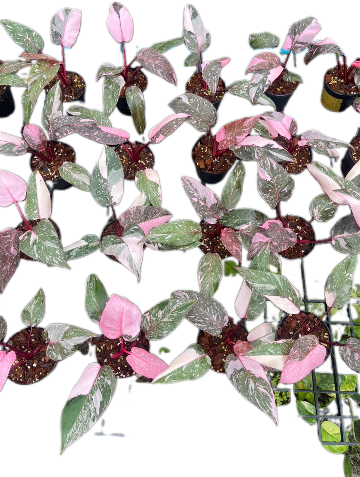 Philodendron Pink Princess Galaxy