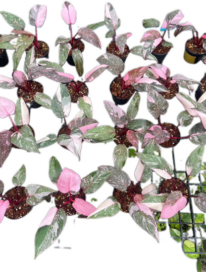 Philodendron Pink Princess Galaxy