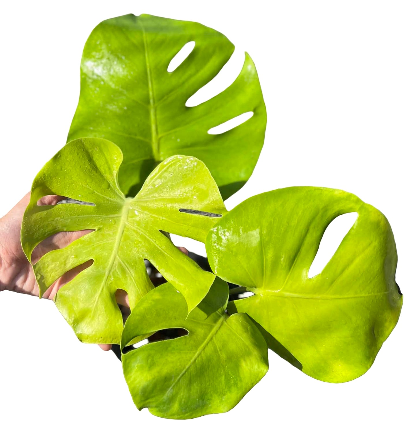 Monstera Deliciosa “Banana” Variegated