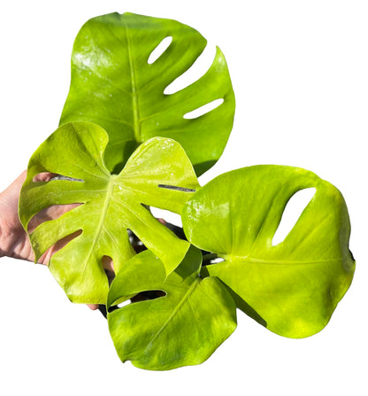 Monstera Deliciosa “Banana” Variegated