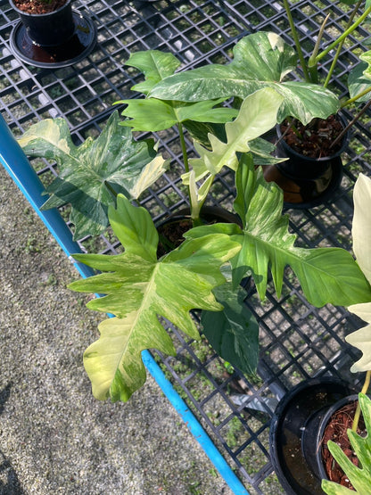 Philodendron Florida Beauty x Mayoi Variegated Set of 10 Plants