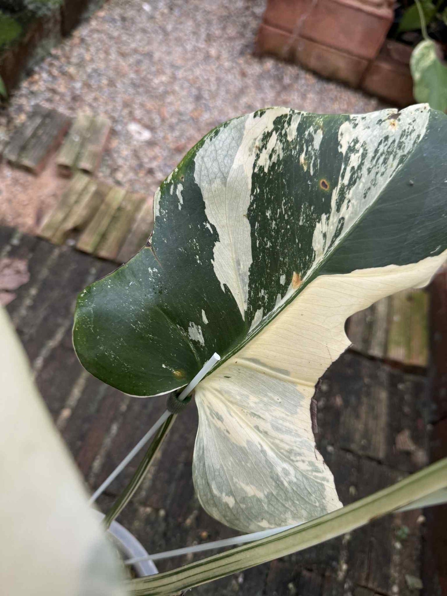 Monstera Deliciosa “Yakuza” Variegation – (Actual Plant)