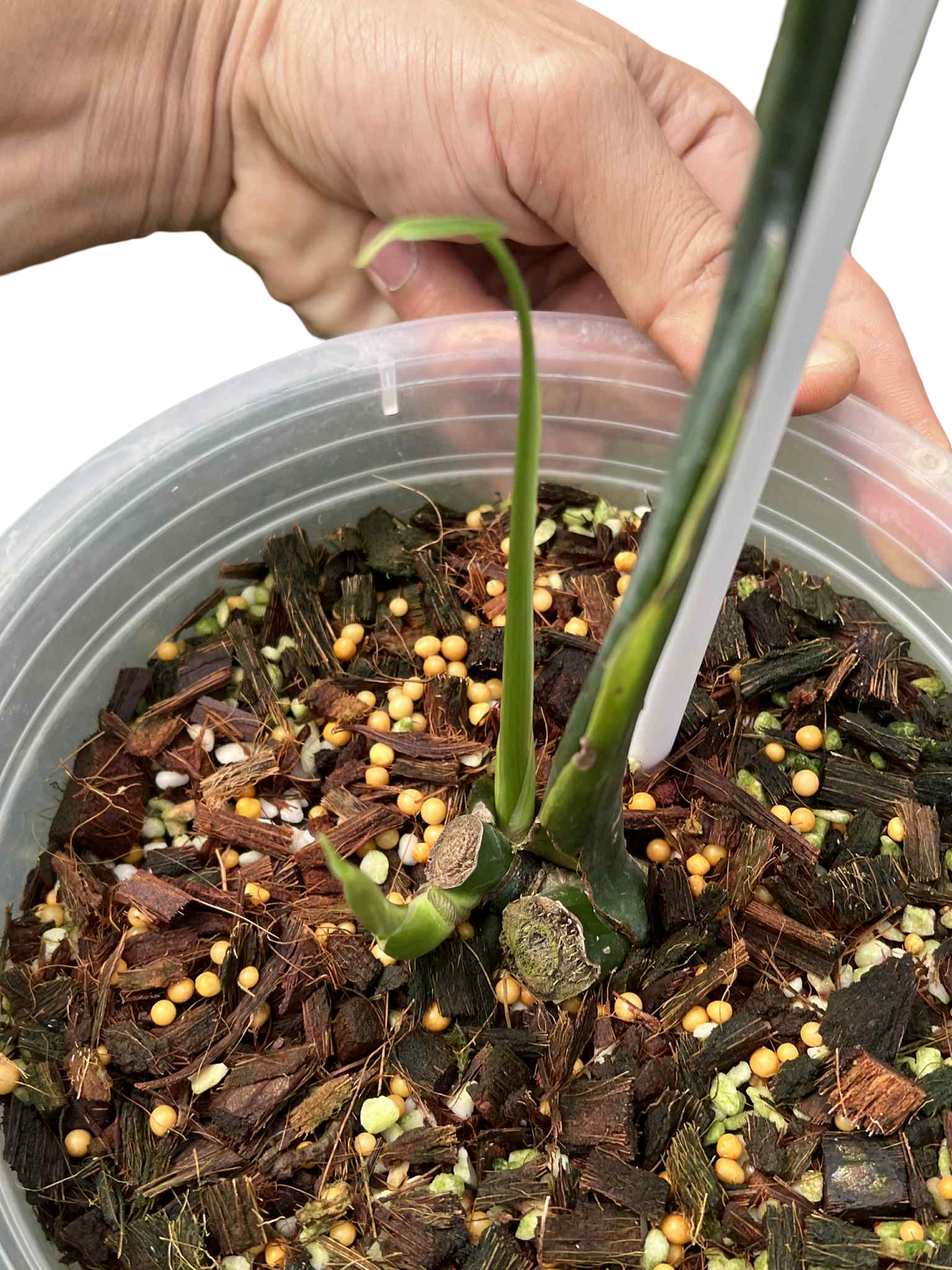 Monstera Deliciosa “Hurricane” Cutting (Rooted) — Actual Plant (Rare)