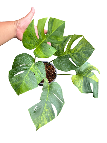 Monstera borsigiana Green-on-Green Variegated – Set of 3 Plants (Wholesale)