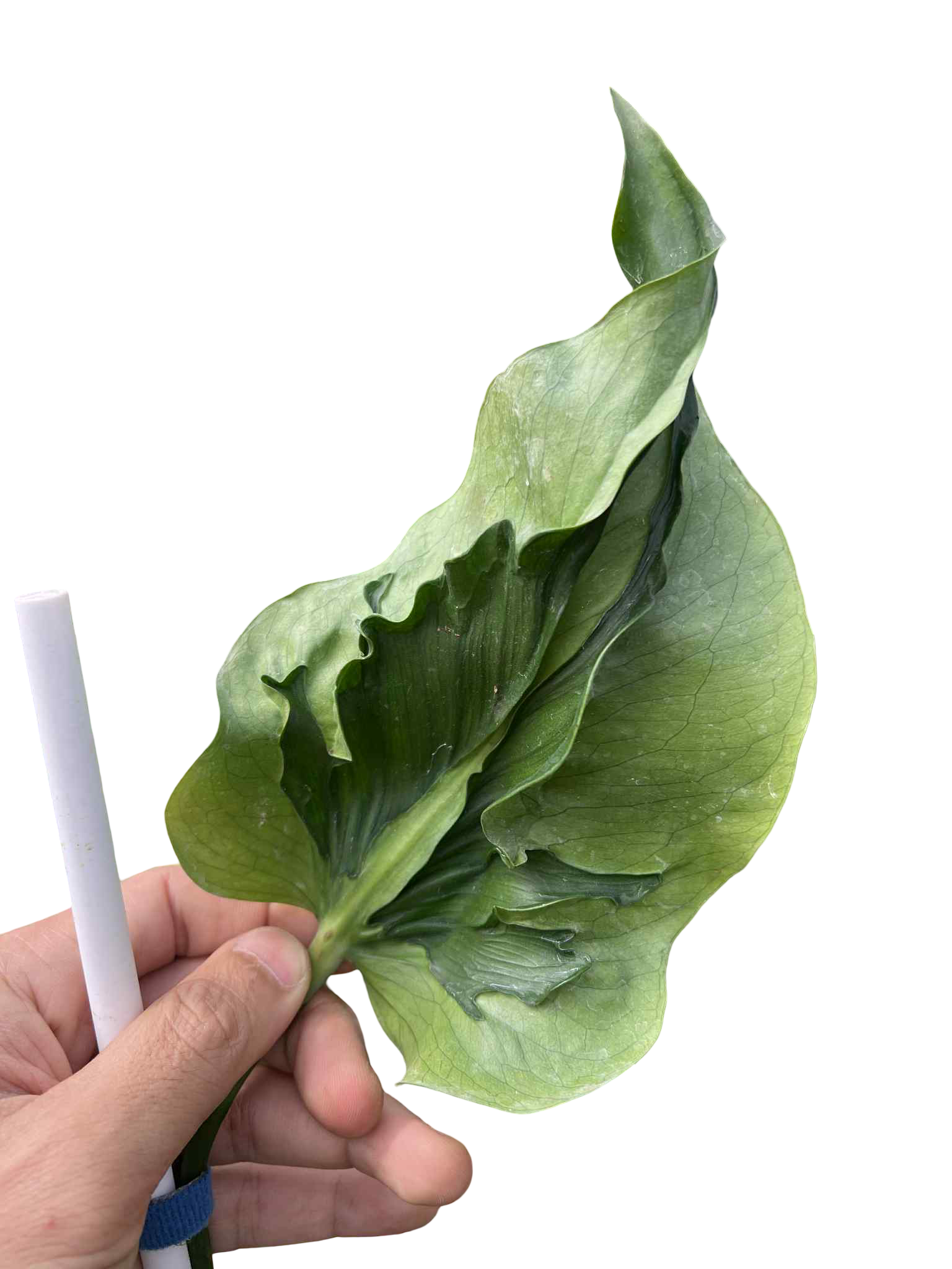 Monstera Deliciosa “Hurricane” Cutting (Rooted) — Actual Plant (Rare)