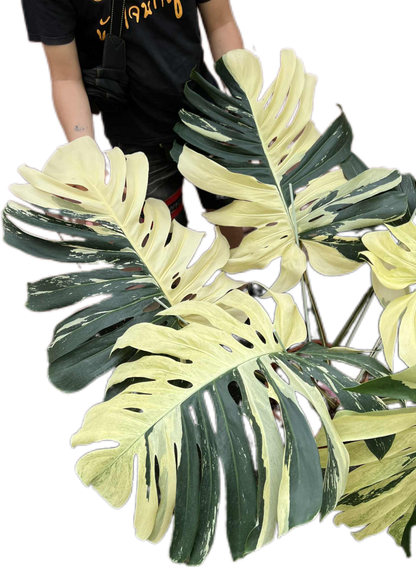 Monstera Borsigiana “Mint” Variegated – Mother Plant (Massive Actual Plant)
