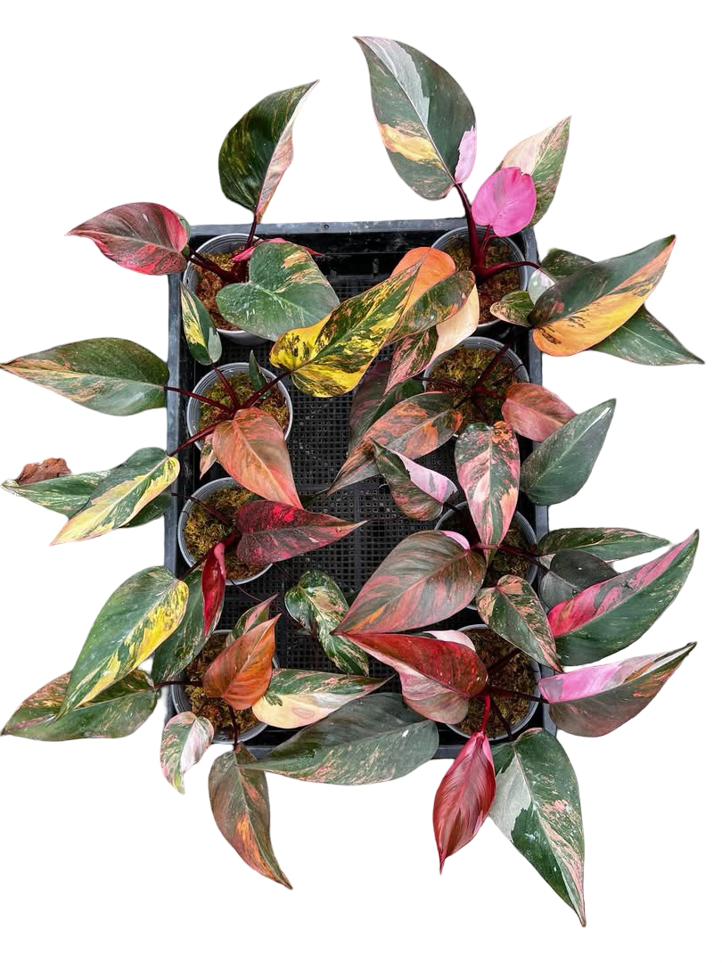 Philodendron Pink Princess Tricolor Variegated