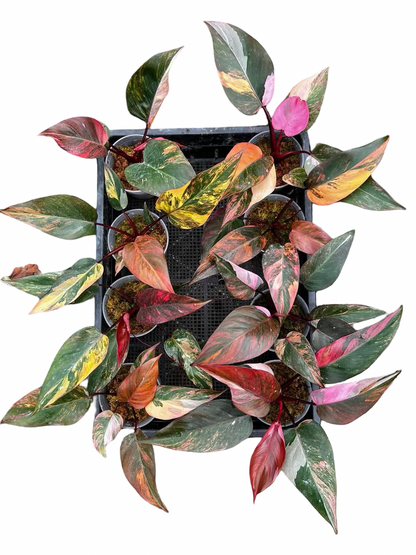 Philodendron Pink Princess Tricolor Variegated
