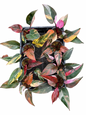 Philodendron Pink Princess Tricolor Variegated