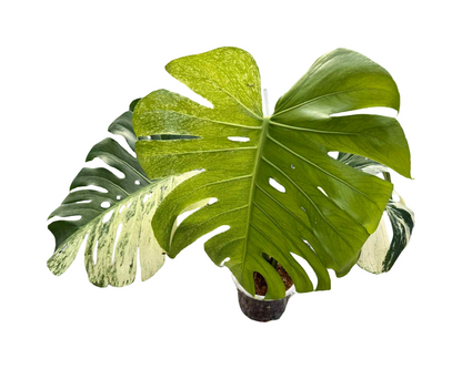 Monstera Deliciosa Variegated (Grown from Seed) NOID – Actual Plant