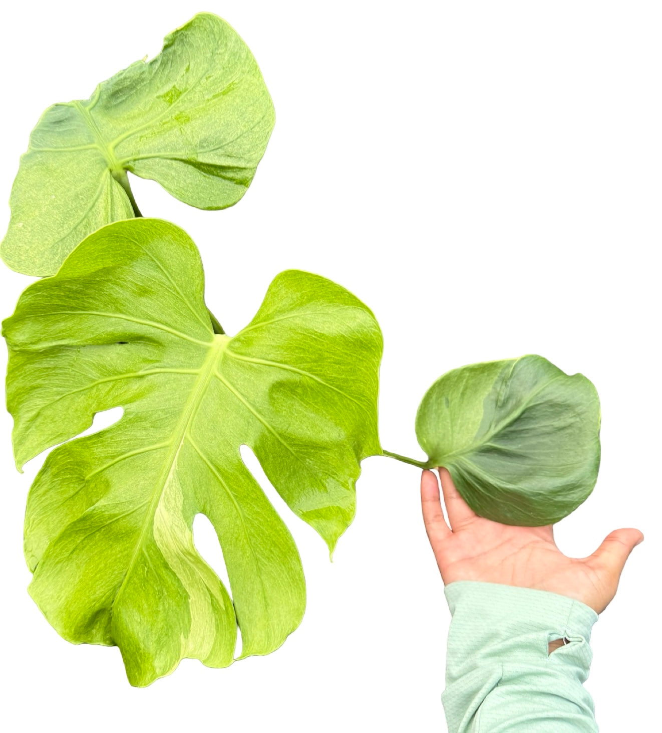 Monstera Deliciosa (Grown from Seed) NOID – Actual Plant