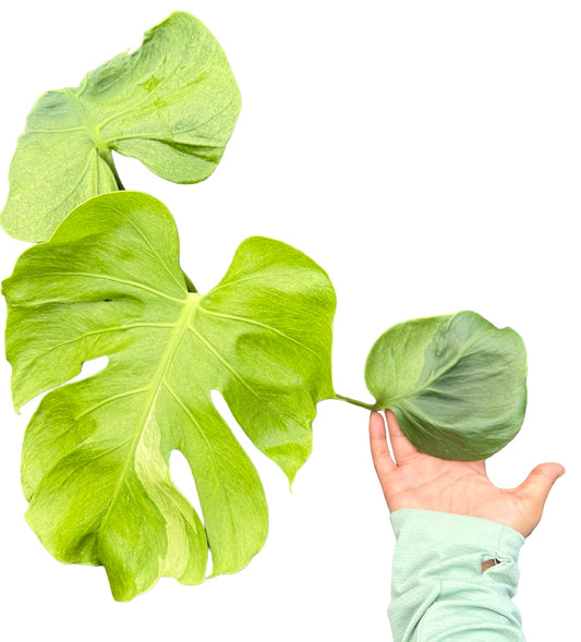 Monstera Deliciosa (Grown from Seed) NOID – Actual Plant