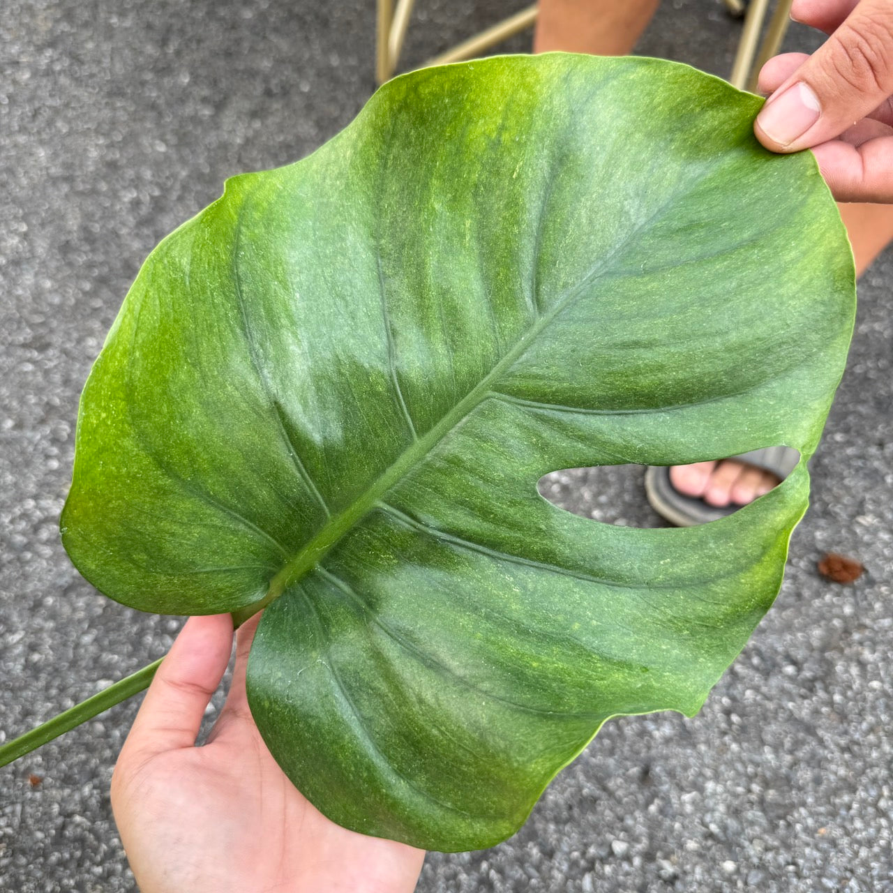 Monstera Deliciosa “NOID” - Actual Plant