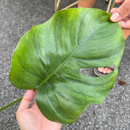 Monstera Deliciosa “NOID” - Actual Plant