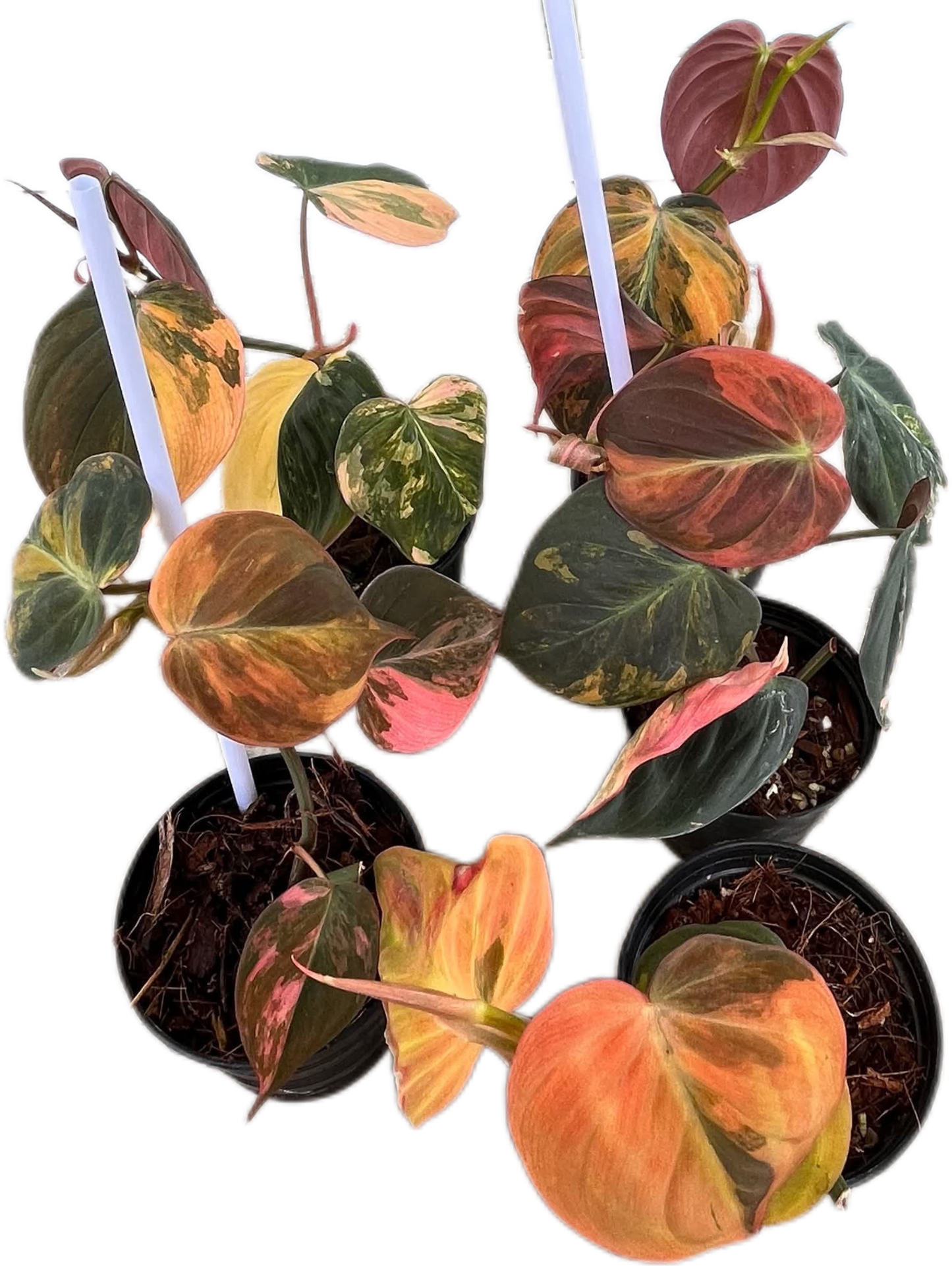 Philodendron Micans Pink Variegated 