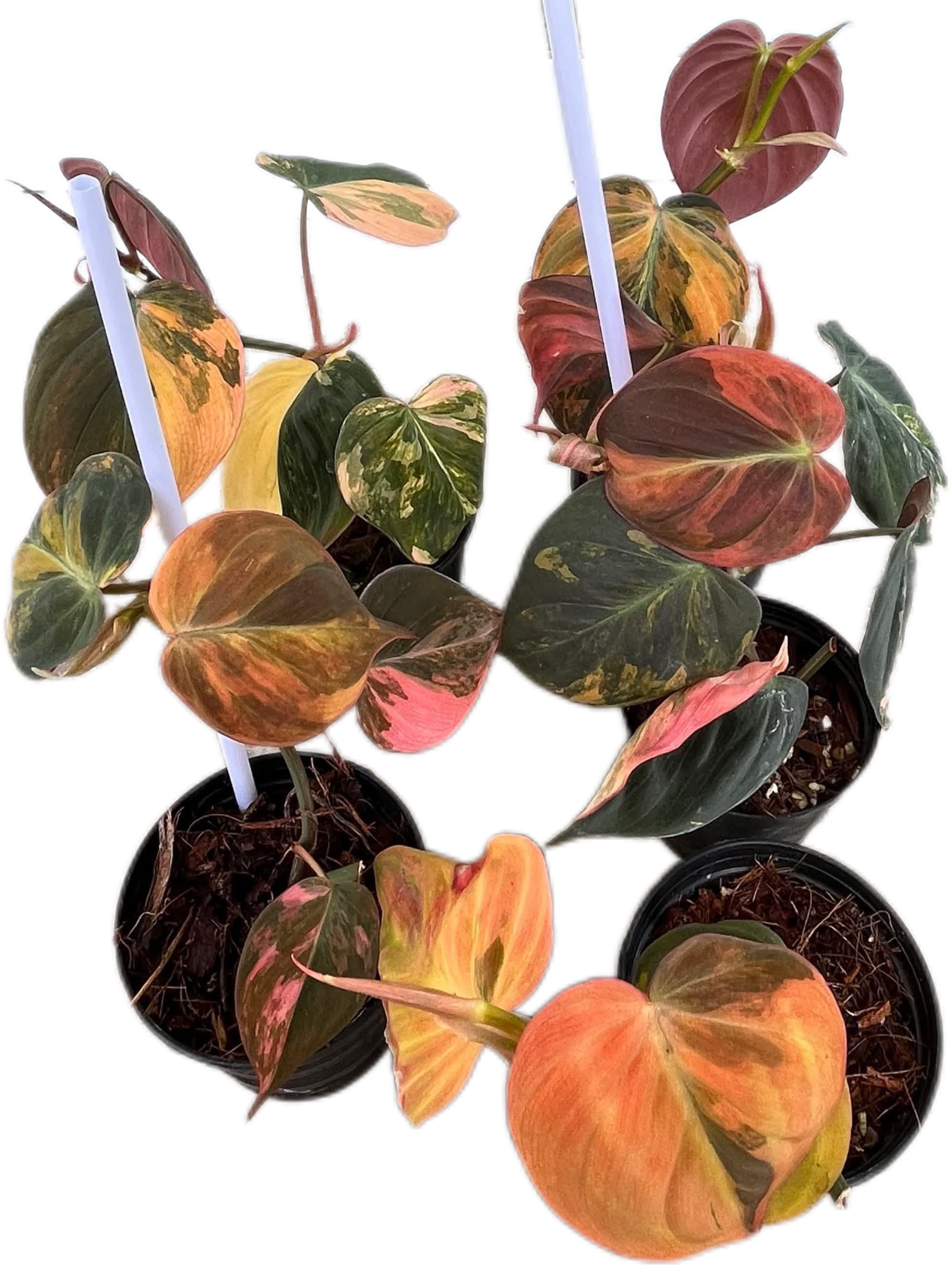 Philodendron Micans Pink Variegated 