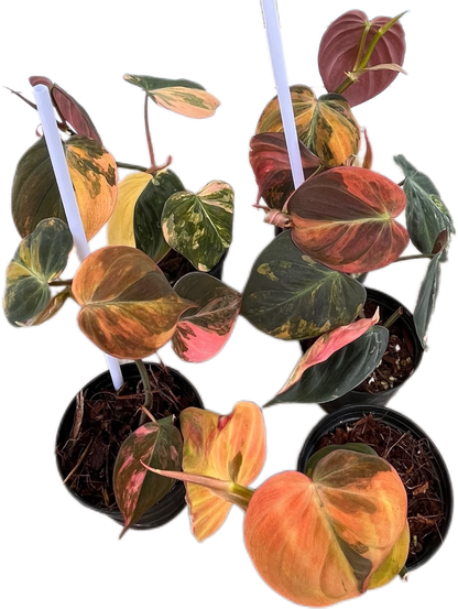 Philodendron Micans Pink Variegated 