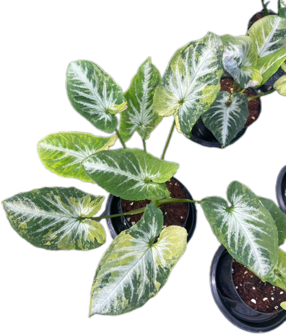 Syngonium “Scrambled Eggs” Set of 10 Plants