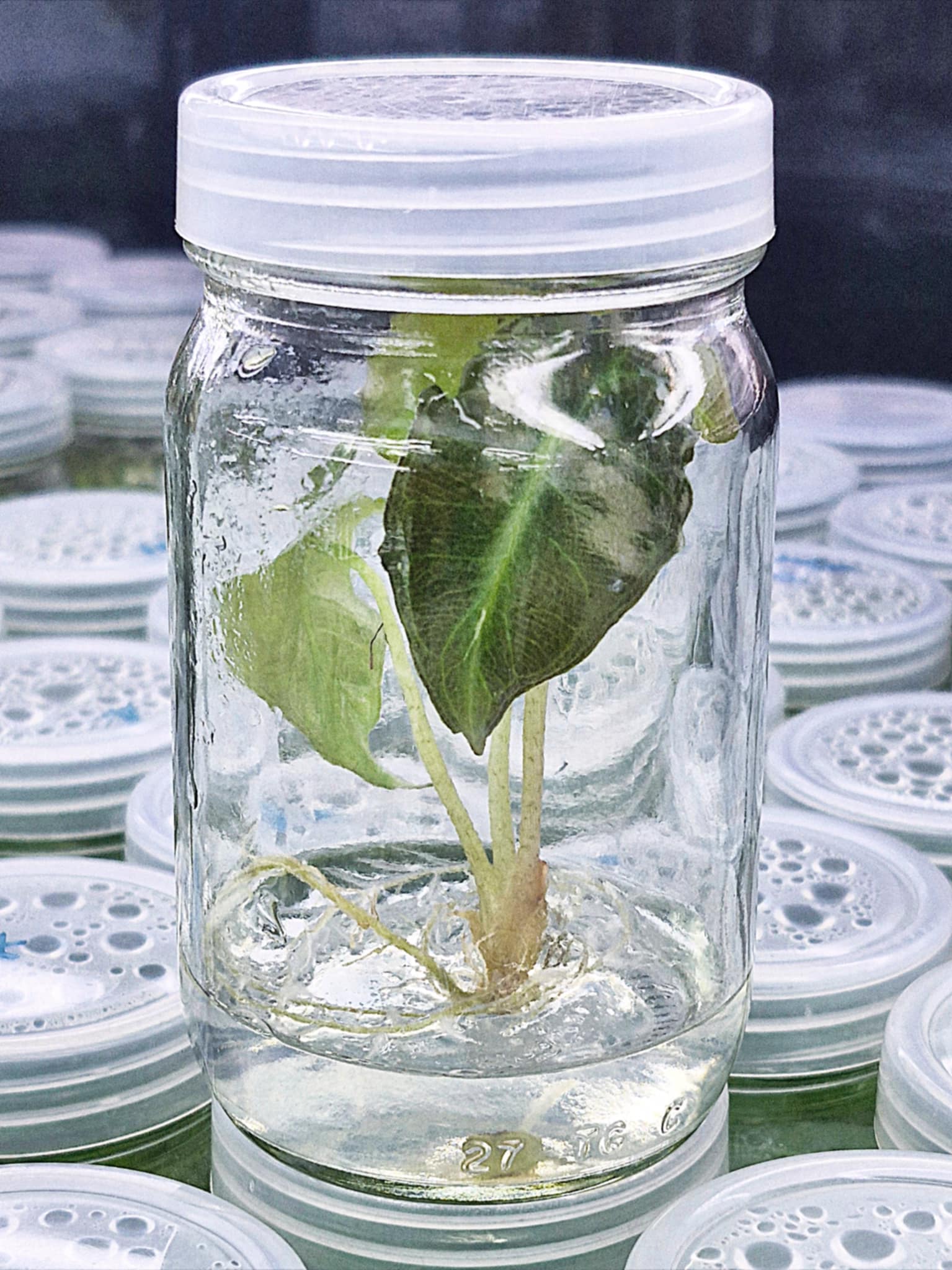 Alocasia Venom – Tissue Culture Wholesale