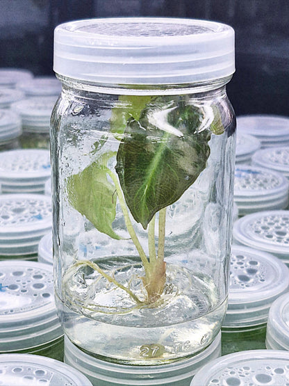 Alocasia Venom – Tissue Culture Wholesale