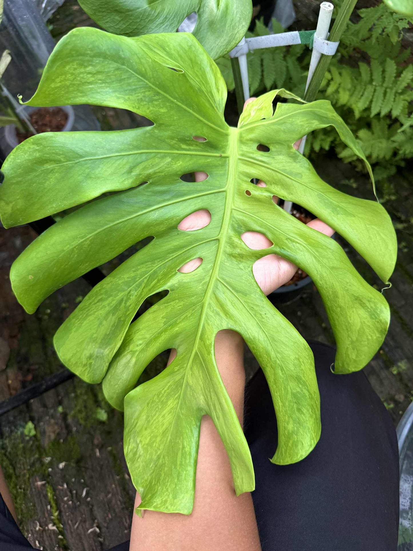 Monstera Deliciosa (Green on Green) NOID – Actual Plant