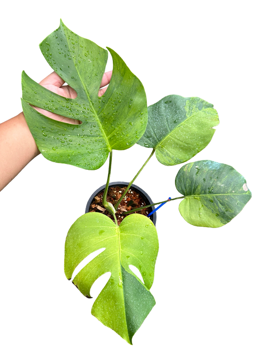 Monstera borsigiana Green-on-Green Variegated – Set of 3 Plants (Wholesale)