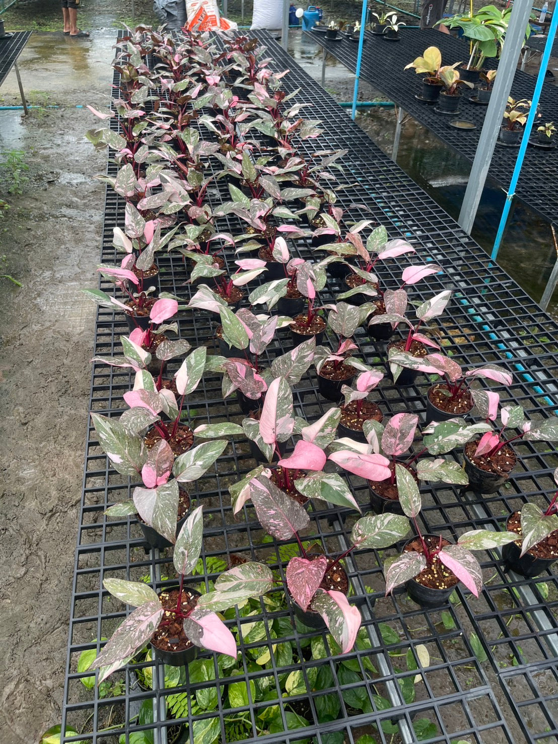 Philodendron Pink Princess Galaxy