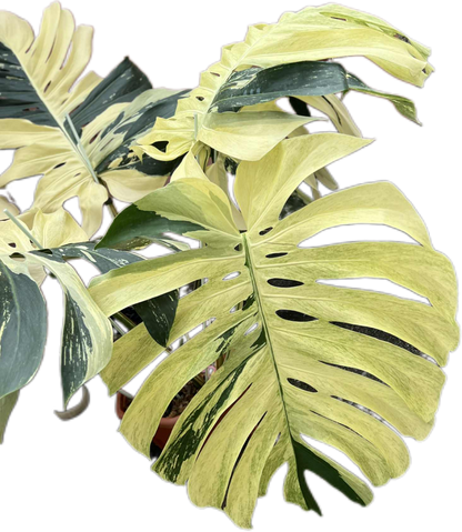 Monstera Borsigiana “Mint” Variegated – Mother Plant (Massive Actual Plant)