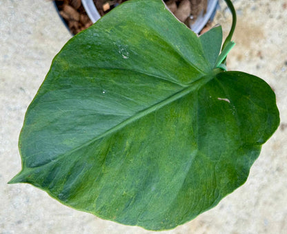 Monstera Deliciosa “NOID” - Actual Plant