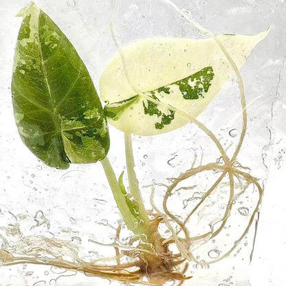 Alocasia Maharani Albo Variegated – Plant Tissue Culture (Wholesale) Set of 5 Plants