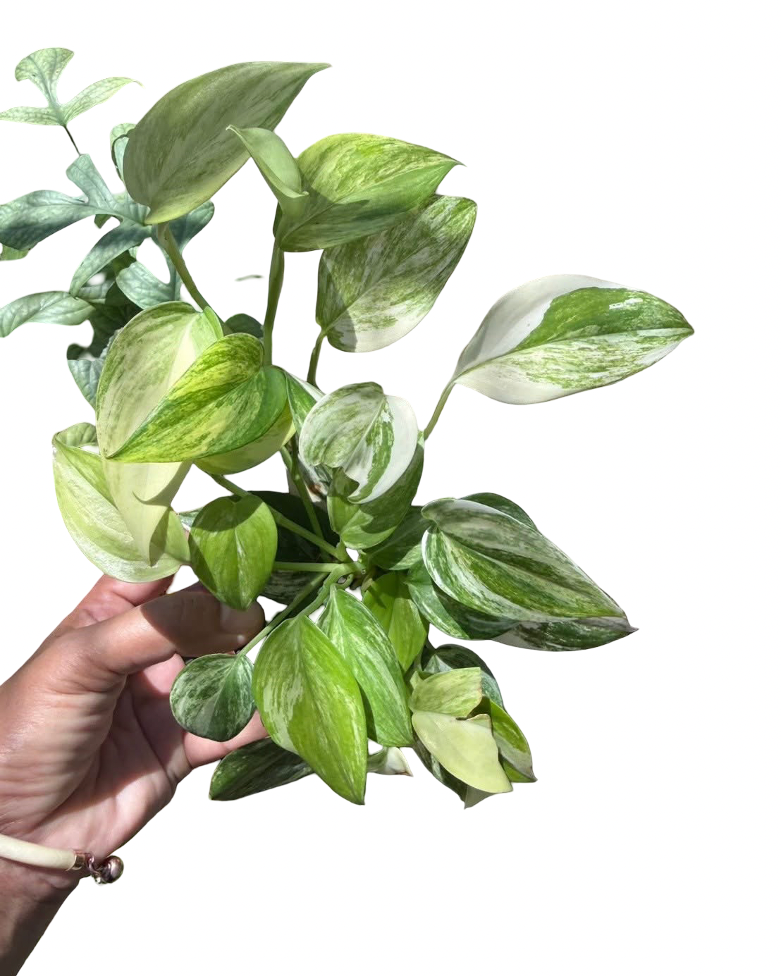 Scindapsus hederaceus ‘Blue Aurea’ Variegated — Set of 10 Plants