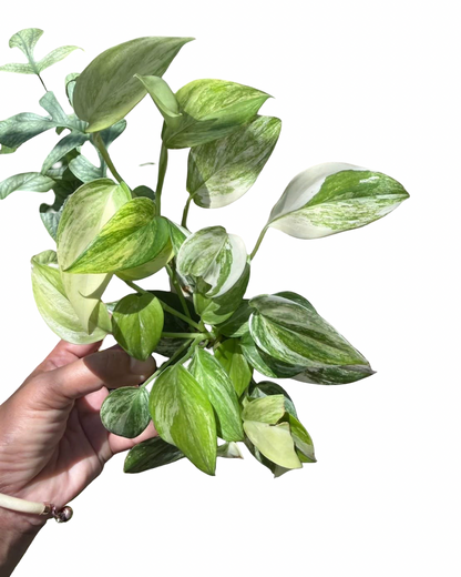 Scindapsus hederaceus ‘Blue Aurea’ Variegated — Set of 10 Plants