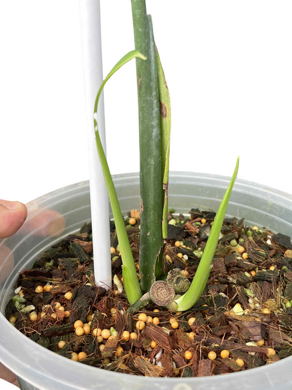 Monstera Deliciosa “Hurricane” Cutting (Rooted) — Actual Plant (Rare)