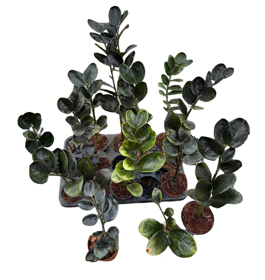Zamioculcas zamiifolia (Lodd.) Engl. –(Dark Green Round Leaf Form) Wholesale Set of 5 Plants