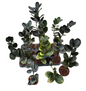 Zamioculcas zamiifolia (Lodd.) Engl. –(Dark Green Round Leaf Form) Wholesale Set of 5 Plants
