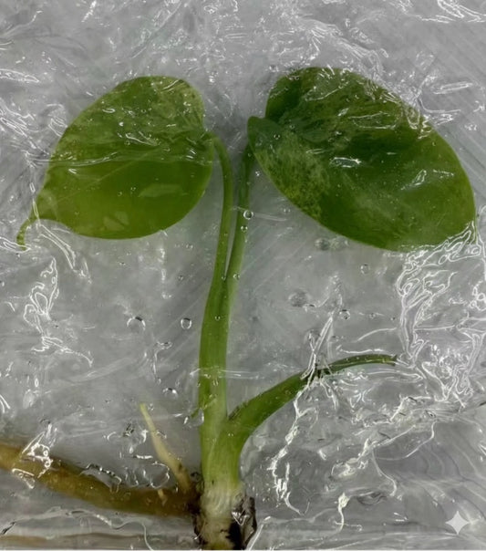 Monstera “Bulbasaur”   – Tissue Culture Wholesale Set of 10 Plants