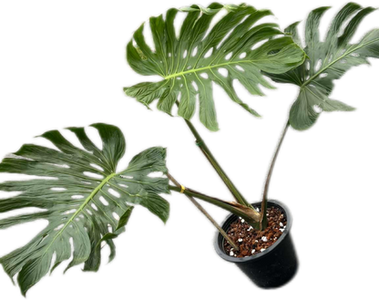 Monstera deliciosa ‘Tattoo ’ – Rare Collector’s Plant (Big Mature Size)