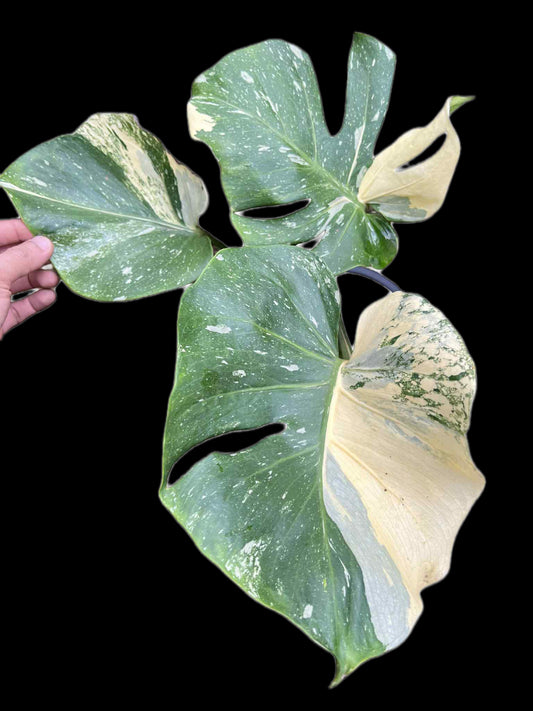 Monstera Thai Constellation “Compacta” — Actual Plant