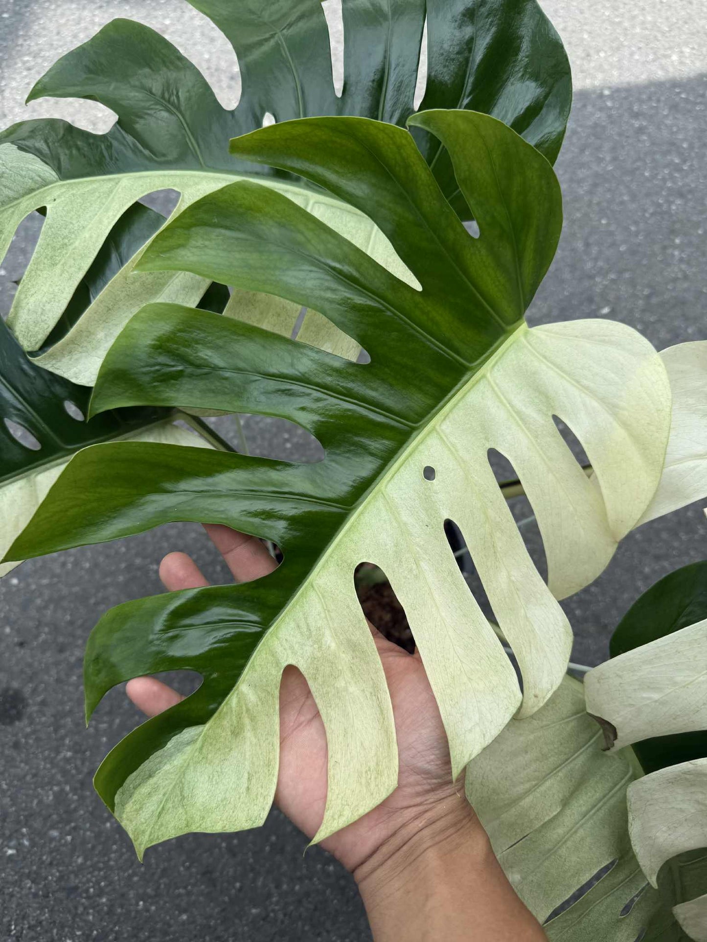 Monstera Borsigiana “Brazilian Form” Mint Variegated – Big Mature Form (Exact Plant Shown)