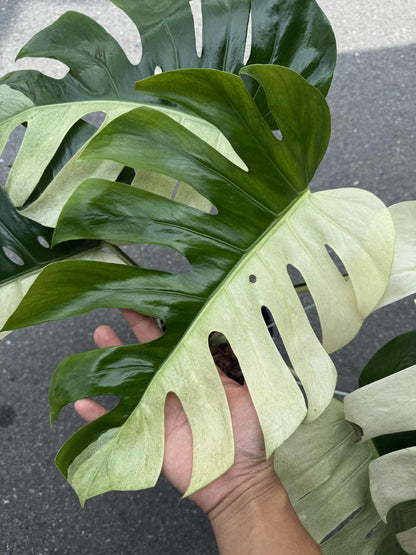Monstera Borsigiana “Brazilian Form” Mint Variegated – Big Mature Form (Exact Plant Shown)