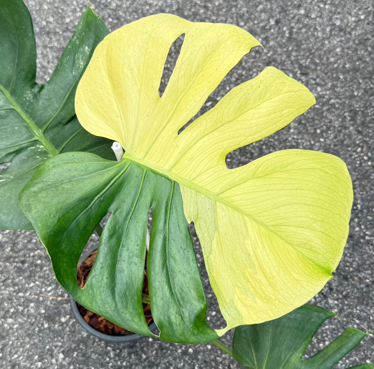 Monstera Deliciosa “NOID” - Actual Plant