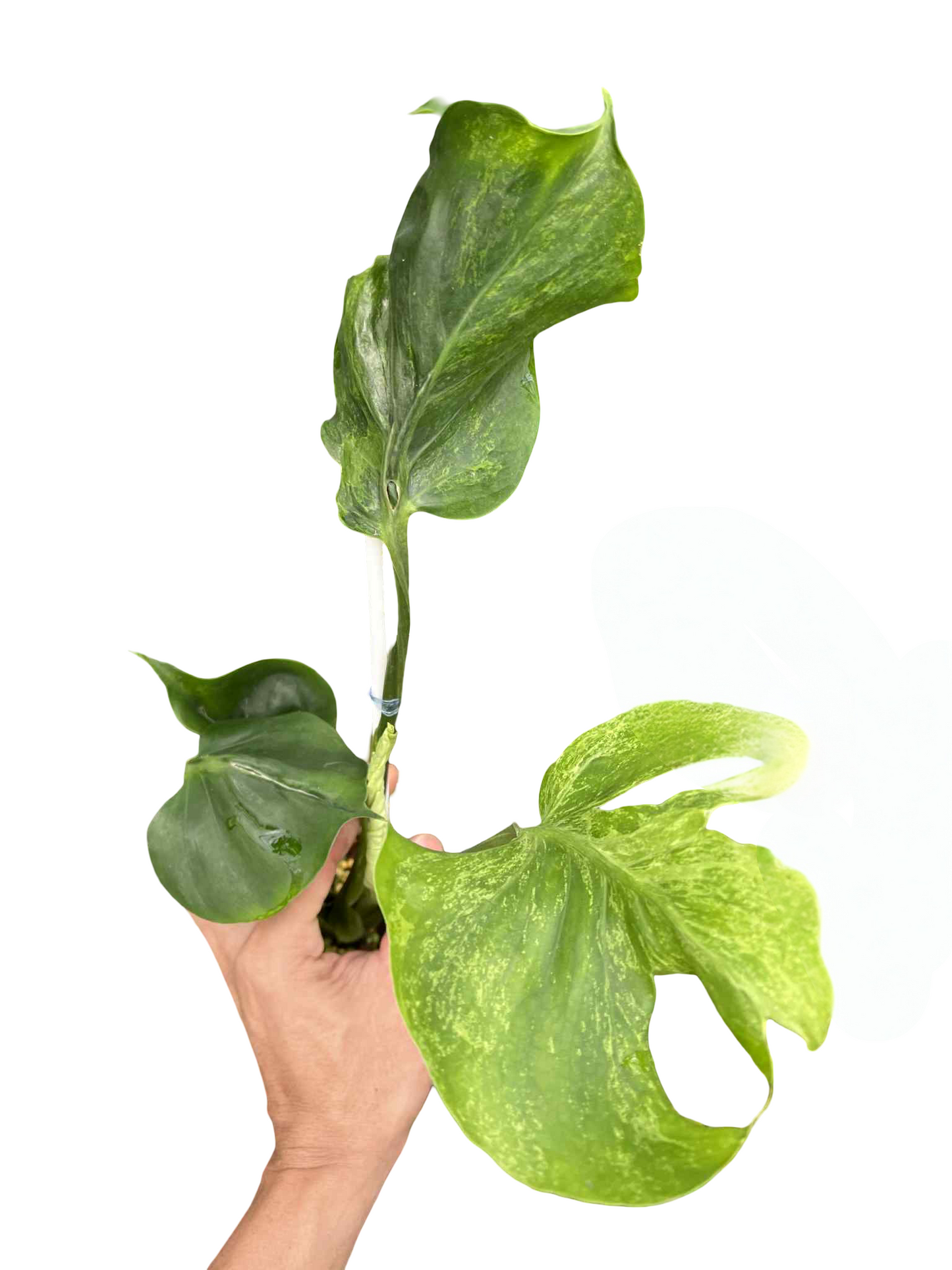 Monstera Deliciosa “Green Coral” — Actual Plant (Rare)