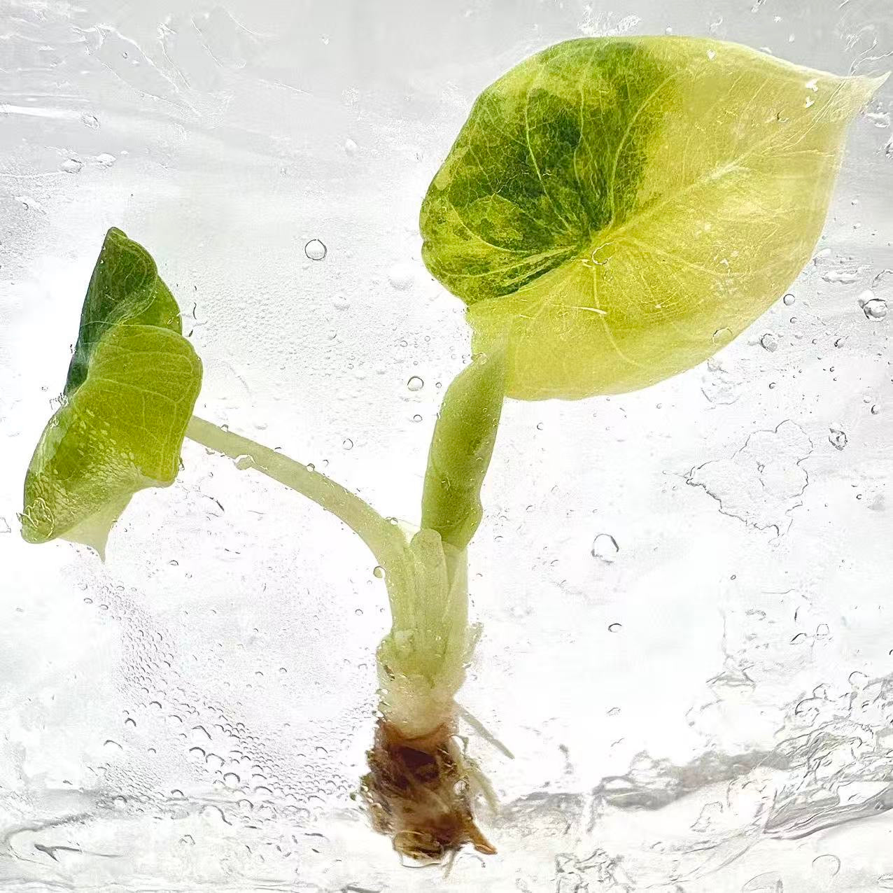 Alocasia Melo Aurea Variegated – Plant Tissue Culture (Wholesale) Set of 5 Plants