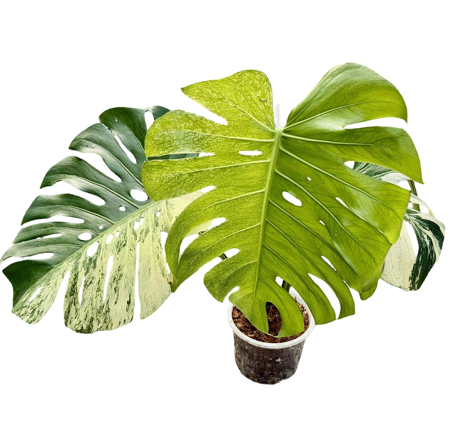 Monstera Deliciosa Variegated (Grown from Seed) NOID – Actual Plant
