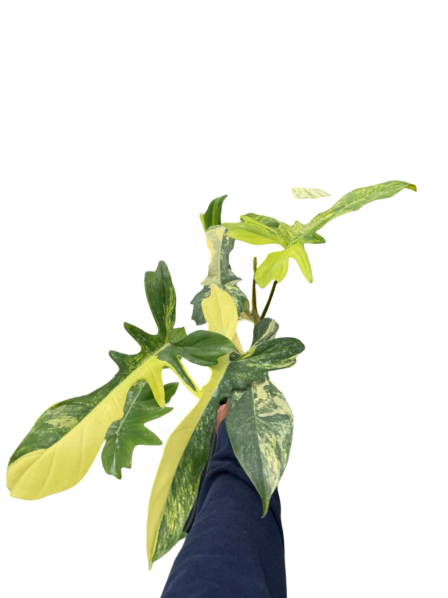 Philodendron Florida Beauty x Mayoi Variegated Set of 10 Plants