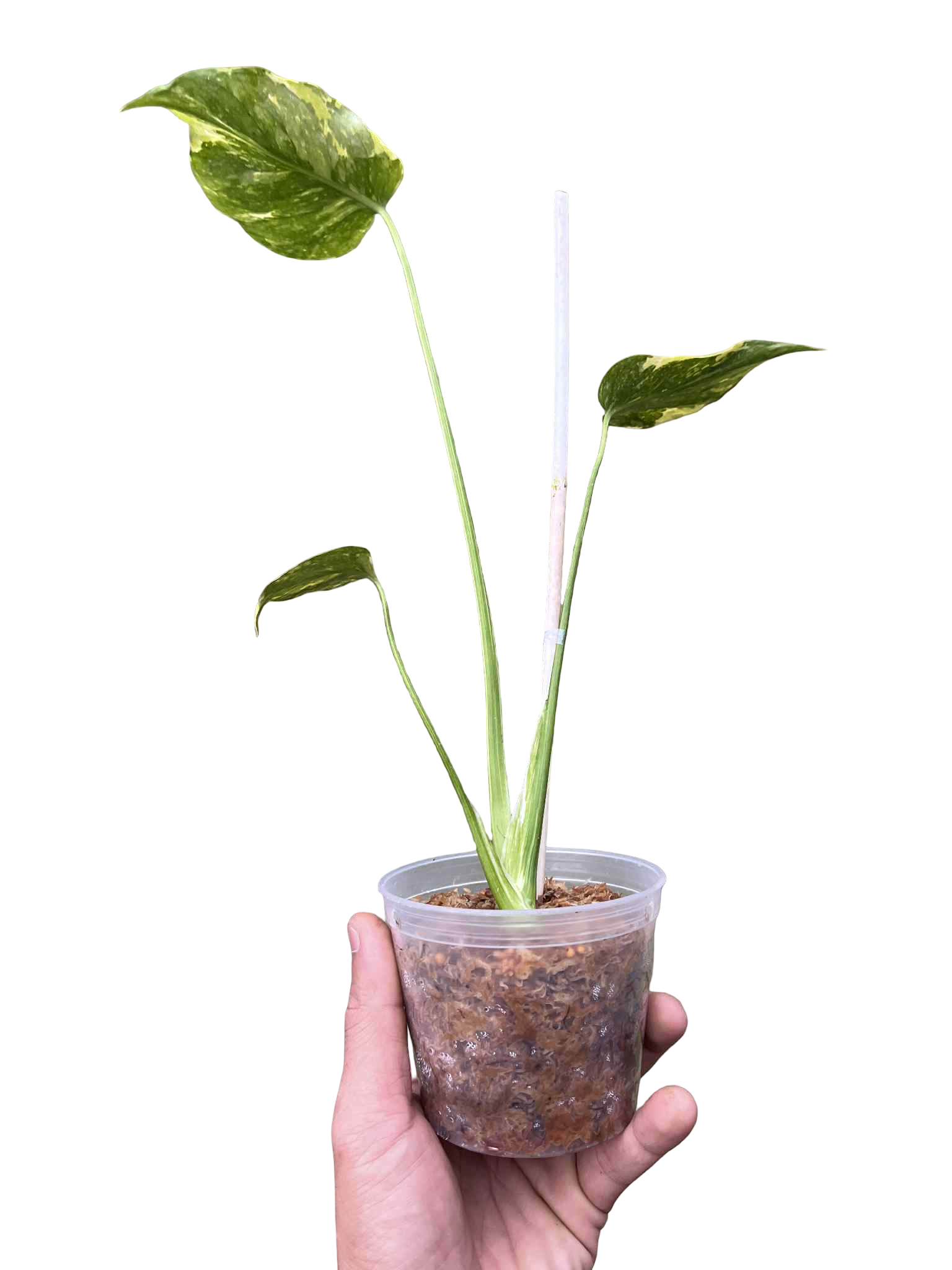 Monstera Deliciosa “Electrolight Tricolor” — Actual Plant (Rare)