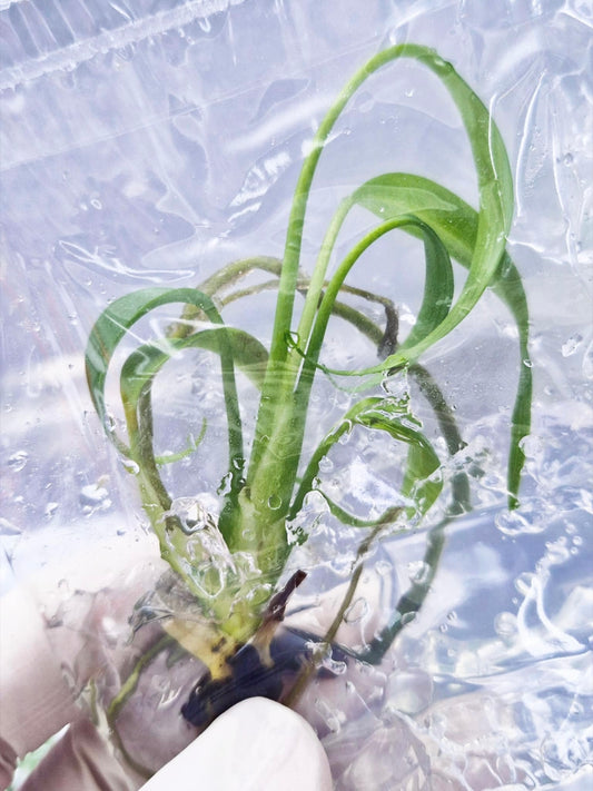 Monstera Burle Marx Flame Green – Tissue Culture Wholesale