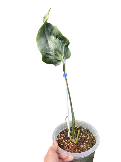 Monstera Deliciosa “Hurricane” Cutting (Rooted) — Actual Plant (Rare)