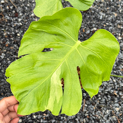 Monstera Deliciosa (Grown from Seed) NOID – Actual Plant