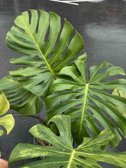 Monstera Deliciosa “Golden Mint” Variegated – Mature Big Size (Rare Actual Plant)